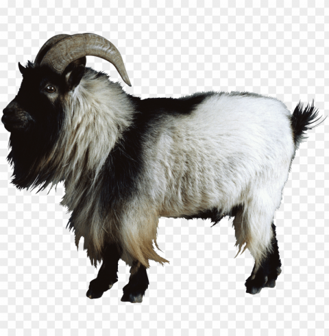 free goat images - mountain goat PNG transparency