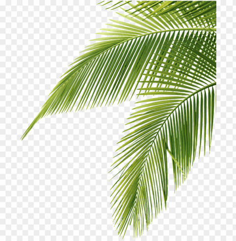 free icons - palm tree leaves Clean Background Isolated PNG Art