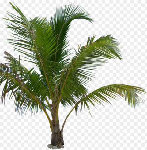 free icons - palm tree plant High-resolution PNG images with transparent background