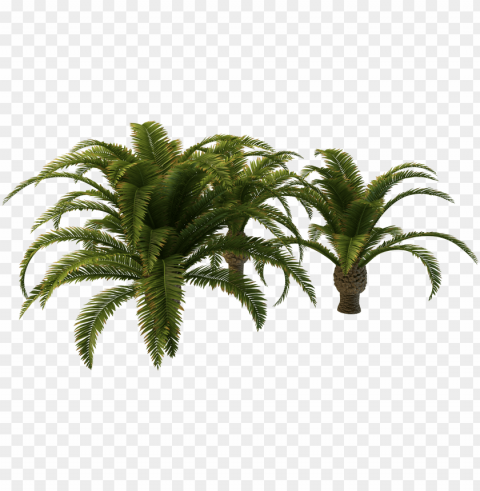 Free Icons - Palm Trees PNG For Use