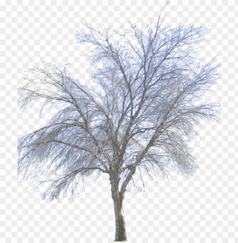 Winter Tree PNG transparent photos vast collection