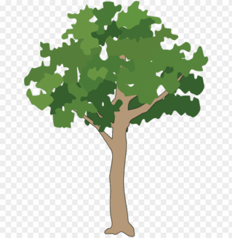 Free Icons - Rainforest Tree Vector Isolated Graphic On Clear Background PNG