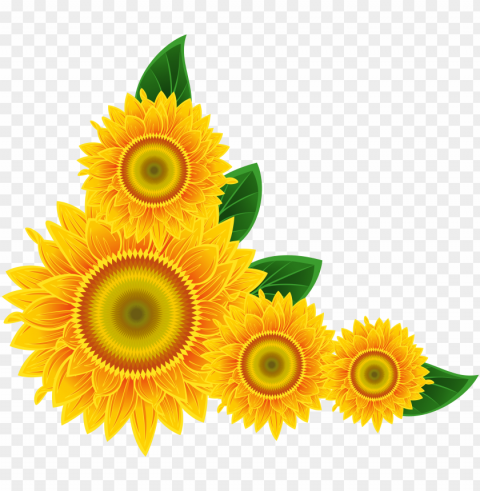 free icons - sunflower corner border PNG cutout