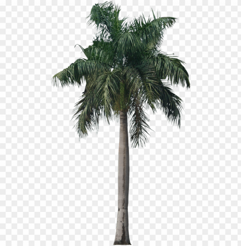  Icons - Royal Palm Tree PNG With No Background For Free