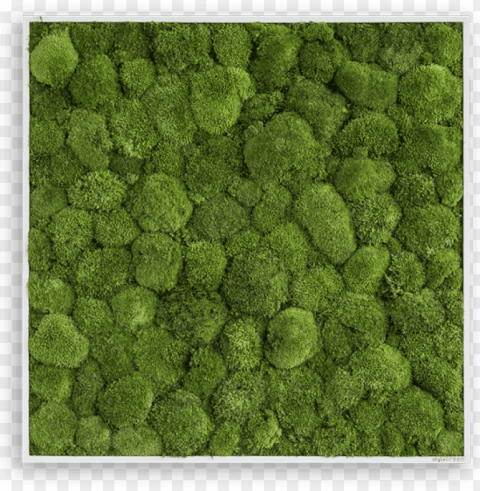 free moss clip black and white download - stylegreen verticale tuin pole moss - 80 x 80cm Clear Background Isolation in PNG Format