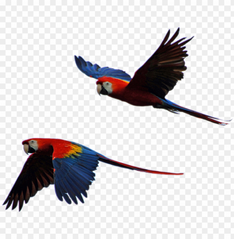 free photo parrot isolated parrots flight - parrot flying in sky Transparent PNG stock photos
