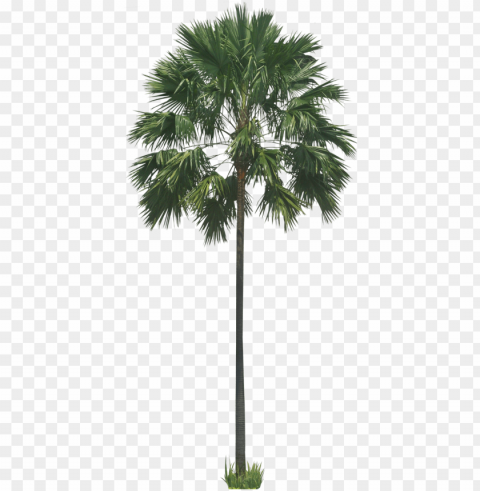 free pictures of ornamental tropical subtropical - background palm Isolated Subject with Transparent PNG