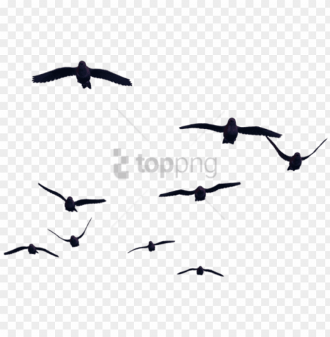 free birds for photoshop image with transparent - birds with transparent background PNG images with alpha channel selection