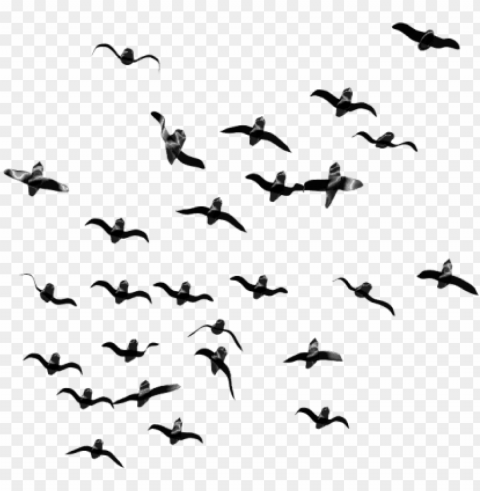 free birds images transparent - flock of birds Isolated Object with Transparency in PNG