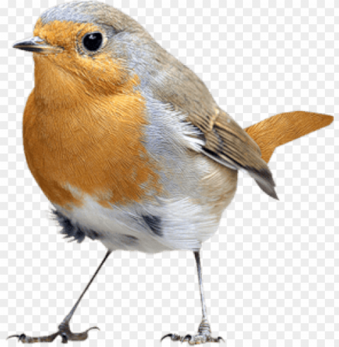 free birds images transparent - robin bird transparent background PNG with Isolated Object