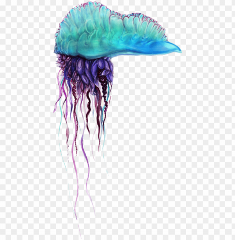 free blue bottle jellyfish pics images - physalia utriculus Isolated PNG Item in HighResolution