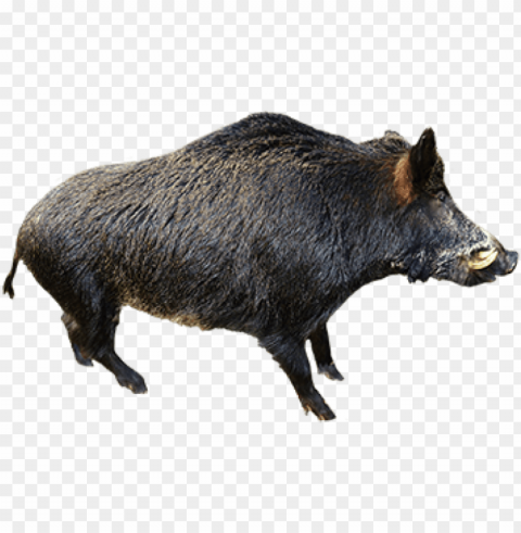  boar transparent - wild boar without background Clear PNG images free download
