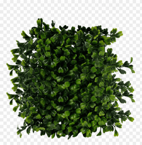 free bush images - bush top view Isolated Subject on HighQuality Transparent PNG