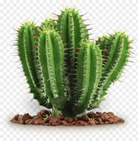 free cactus - background cactus Transparent PNG images collection