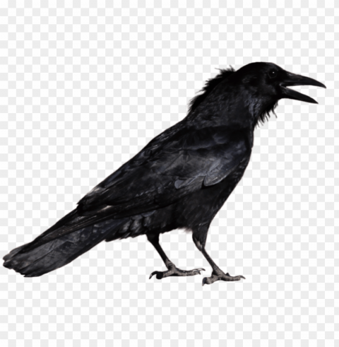 free crow images - crow HighResolution Transparent PNG Isolated Item
