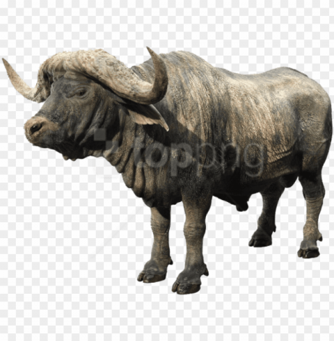 free download african buffalo images background - african buffalo PNG Image with Transparent Isolation