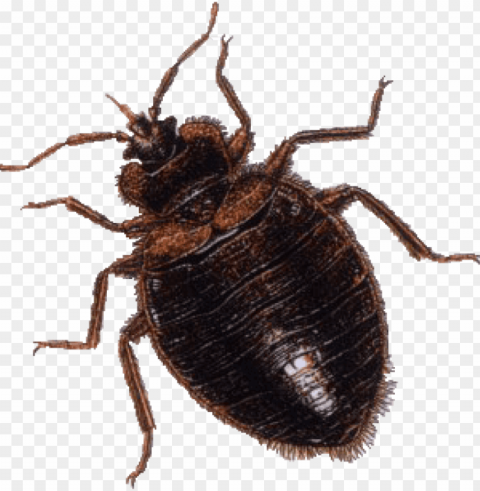 free png download brown bug png images background png - bed bu Alpha channel PNGs