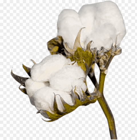 free download cotton plant clipart photo - cotton Clear background PNG elements