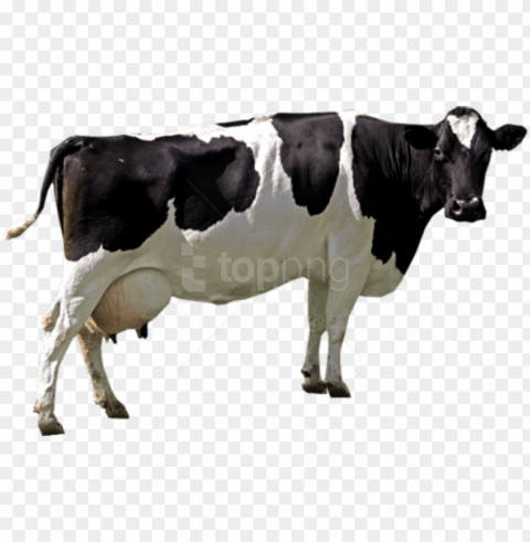 free download cow background - cow PNG images for merchandise