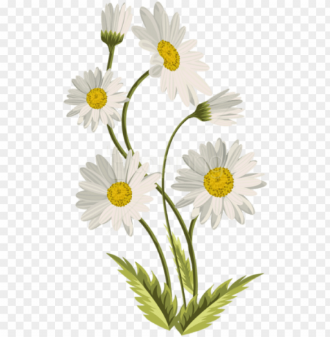 free download daisies background - background daisy PNG images with transparent overlay