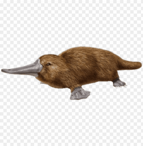  download duck billed platypus images - duck billed platypus PNG with no background for free