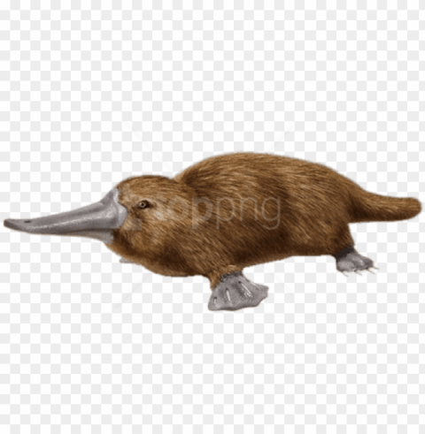 free download duck billed platypus background - duck billed platypus PNG transparent images extensive collection