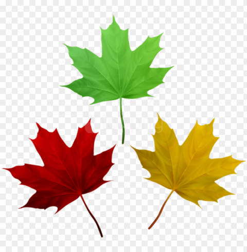 free download fall leaves set clipart photo - maple leaf Transparent PNG art