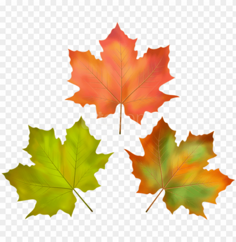 free download fall leaves set clipart photo - maple leaf PNG images with transparent layer