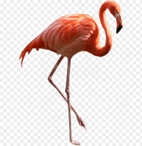 free download flamingo images background - real flamingo PNG graphics with clear alpha channel selection