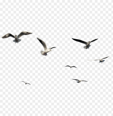free download flying bird bird images background - flying bird bird Isolated Graphic on HighResolution Transparent PNG