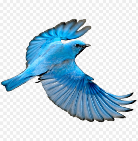 free download flying mountain blue bird images - blue bird wings spread PNG transparent photos vast variety