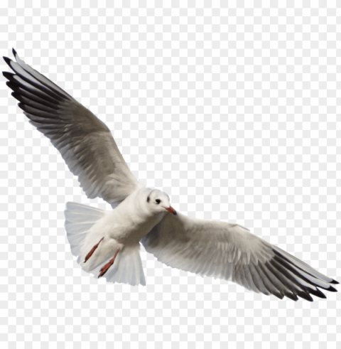 free download gull images background images - seagull PNG with clear overlay