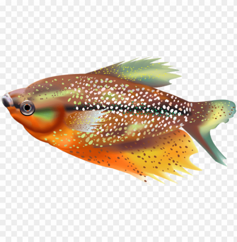 free download orange fish transparent clipart - fish Clean Background Isolated PNG Graphic
