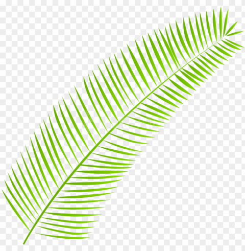 free download palm leaf clipart photo images - clip art PNG transparent design