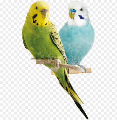 free download parrot images background - parakeet bird PNG file with alpha