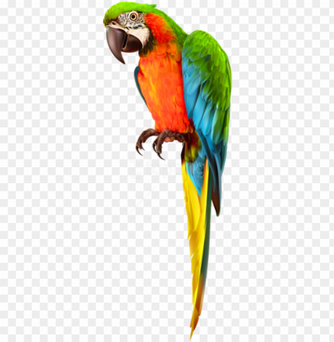 free download parrot transparent images background - macaw PNG with no bg