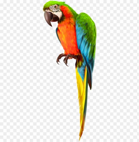 Free Download Parrot Transparent Images Background - Macaw PNG With No Bg