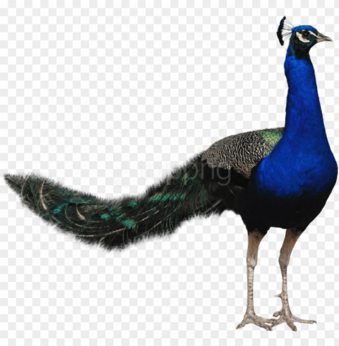 free download peacock images - bird hd transparent ClearCut Background PNG Isolated Subject