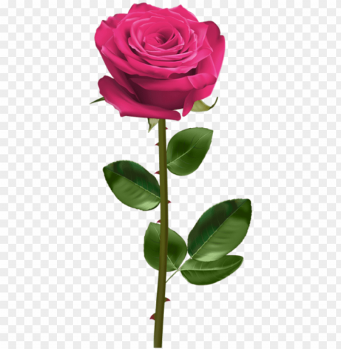free download pink rose with stem images background - red rose with stem Isolated Item in Transparent PNG Format