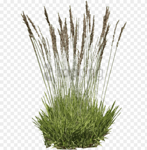 free download purple moor grass background - grass PNG transparent images bulk