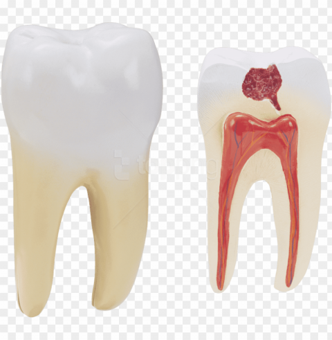 free download teeth images background images - human tooth High-resolution transparent PNG files