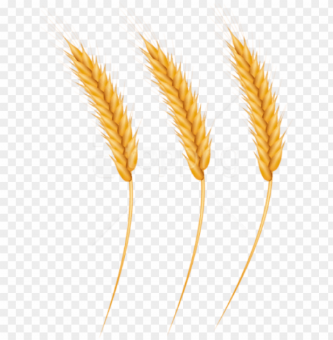 free download wheat grains clipart photo - wheat grain clipart Isolated Object with Transparent Background PNG