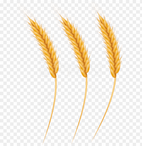 free download wheat grains clipart photo - wheat grain clipart Isolated Object with Transparent Background PNG PNG transparent with Clear Background ID a8370541