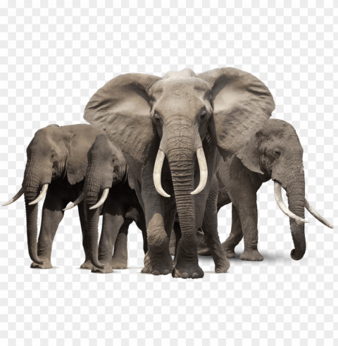 free elephant images - elephant hd Transparent background PNG photos