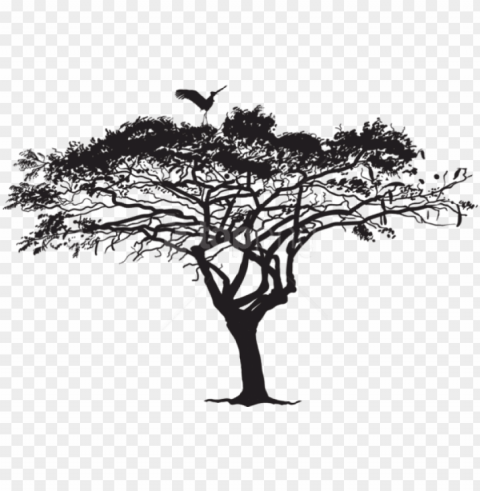 free exotic tree and bird silhouette - tree silhouette Isolated Character in Transparent Background PNG