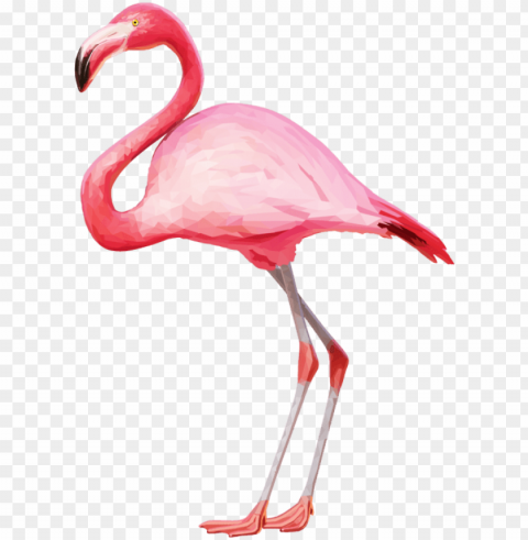 free flamingo images transparent - flamingo PNG files with no royalties