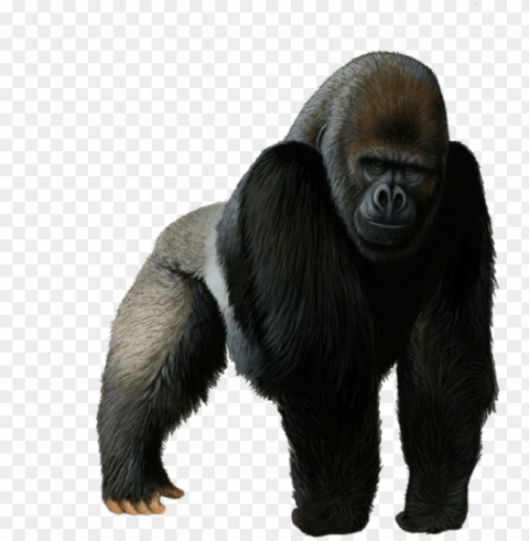 free gorilla images - gorilla Isolated Graphic in Transparent PNG Format