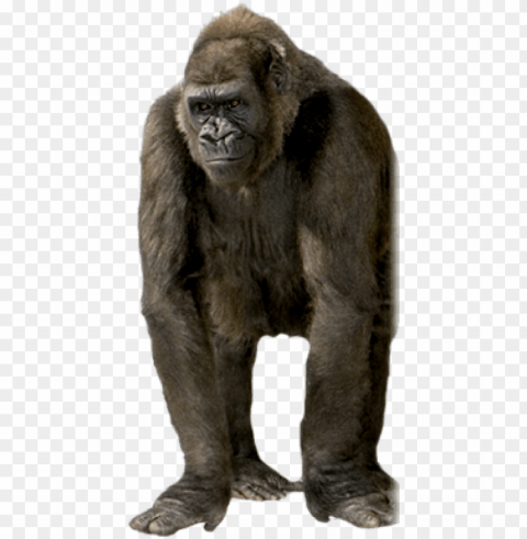 free gorilla images - gorilla Transparent Background Isolated PNG Figure