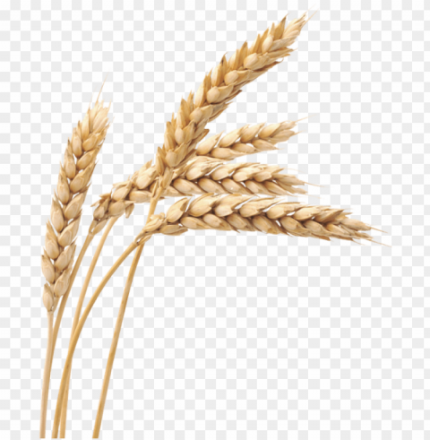free images wheat - wheat HighQuality PNG Isolated Illustration PNG transparent with Clear Background ID 22db2ac1