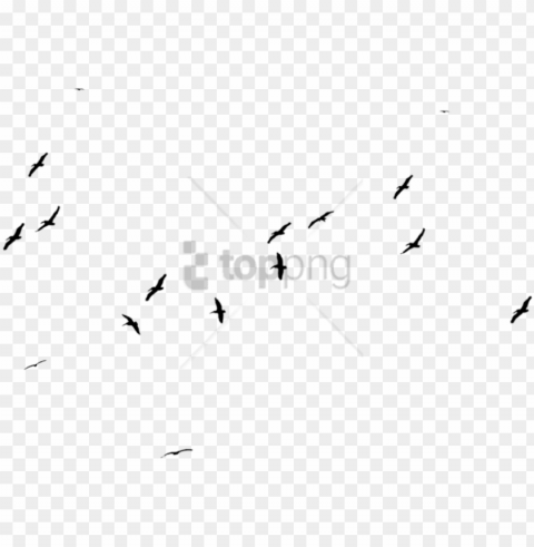 free large black birds stock with transparent - flock PNG Image Isolated on Clear Backdrop